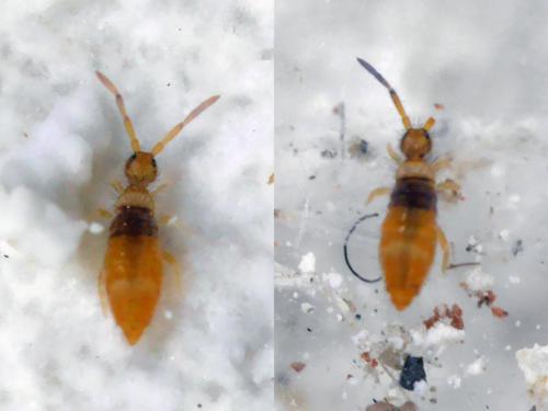 Entomobrya atrocincta